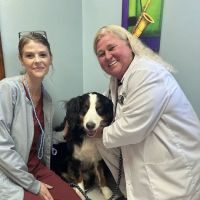 Milan Veterinary Clinic ico