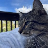 Endless Mountains Veterinary Center, PC ico