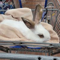 Camden Hospital For Animals: Contakos Stacey DVM ico