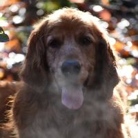 blake vets ico