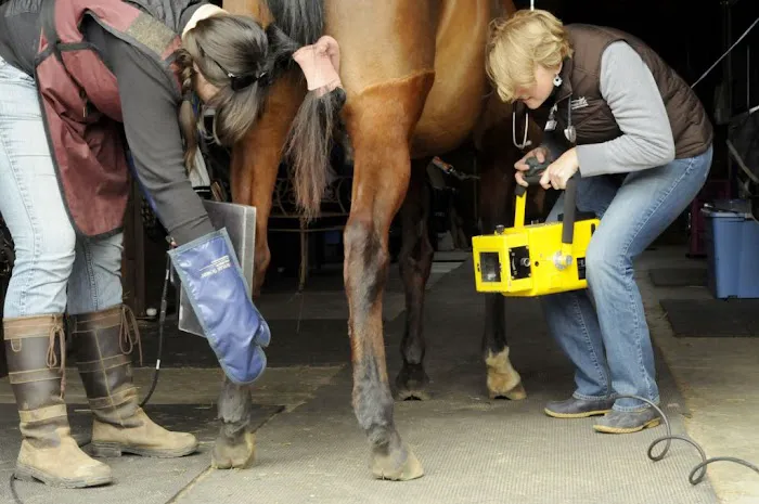 Third Coast Equine Veterinary Services, LLC 8