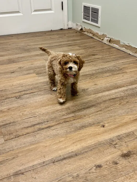 Garland Road Small Animal Hospital 3