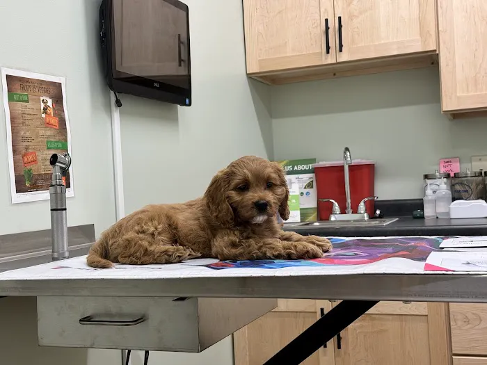 Garland Road Small Animal Hospital 8