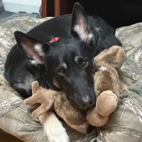 Searsport Veterinary Hospital ico