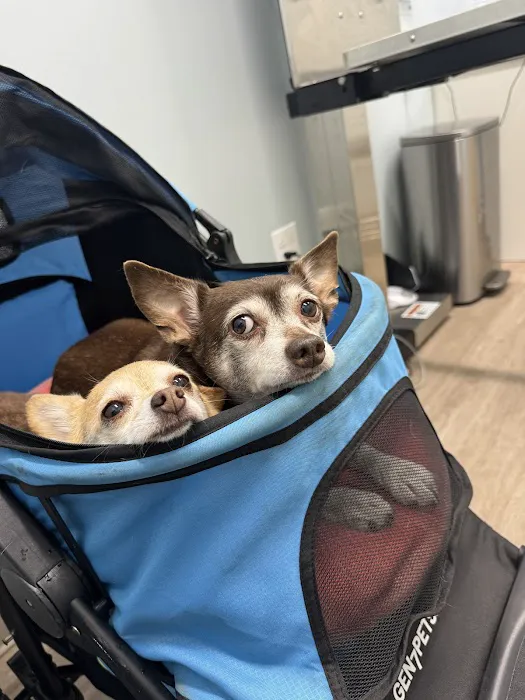 Dirigo Veterinary Care 4