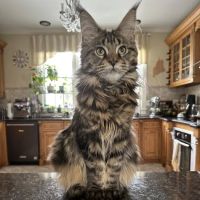 Dirigo Veterinary Care ico