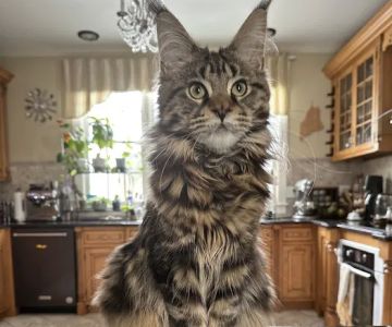 Dirigo Veterinary Care