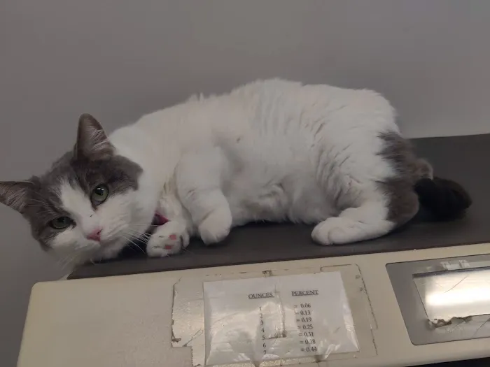 Kennebec Veterinary Services Inc. 7