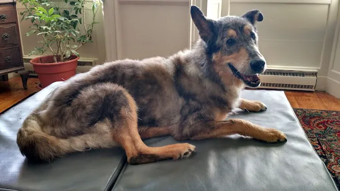 All Creatures Acupuncture Holistic Veterinary Therapies 3