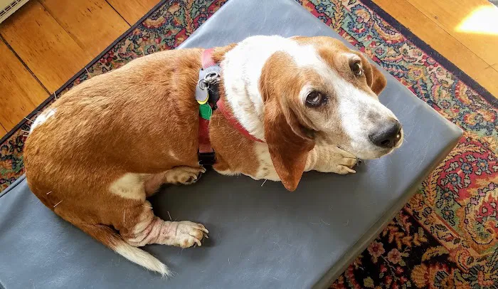 All Creatures Acupuncture Holistic Veterinary Therapies 9