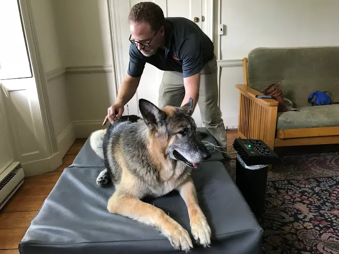 All Creatures Acupuncture Holistic Veterinary Therapies 5
