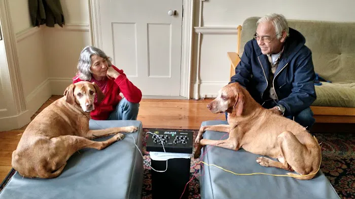 All Creatures Acupuncture Holistic Veterinary Therapies 2