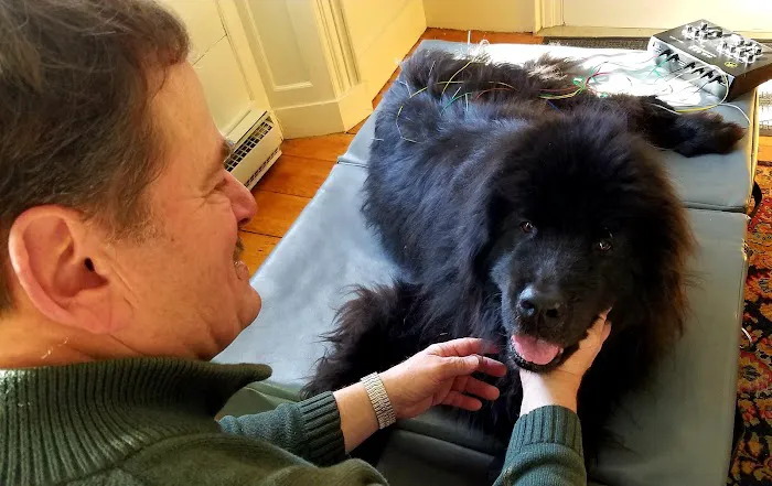 All Creatures Acupuncture Holistic Veterinary Therapies 4