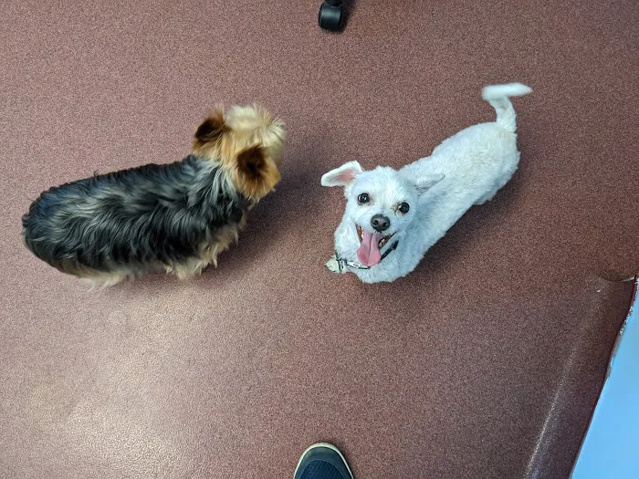 Bucksport Veterinary Hospital 7
