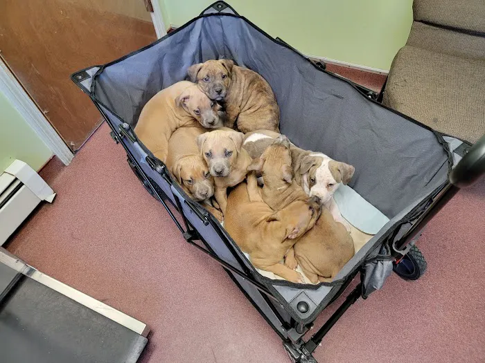 Bucksport Veterinary Hospital 4