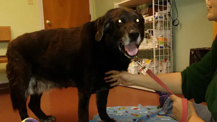 Bucksport Veterinary Hospital 10