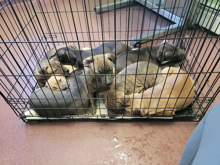 Bucksport Veterinary Hospital 5