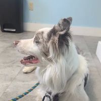 Bucksport Veterinary Hospital ico