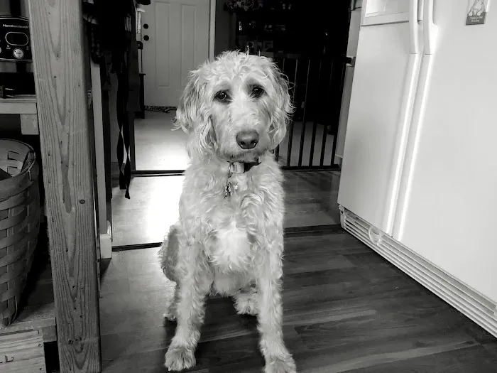 Ridge Runner Veterinary Services 9