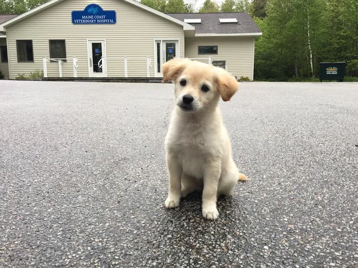 Maine Coast Veterinary Hospital 7