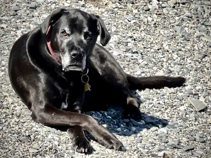 Maine Coast Veterinary Hospital 2