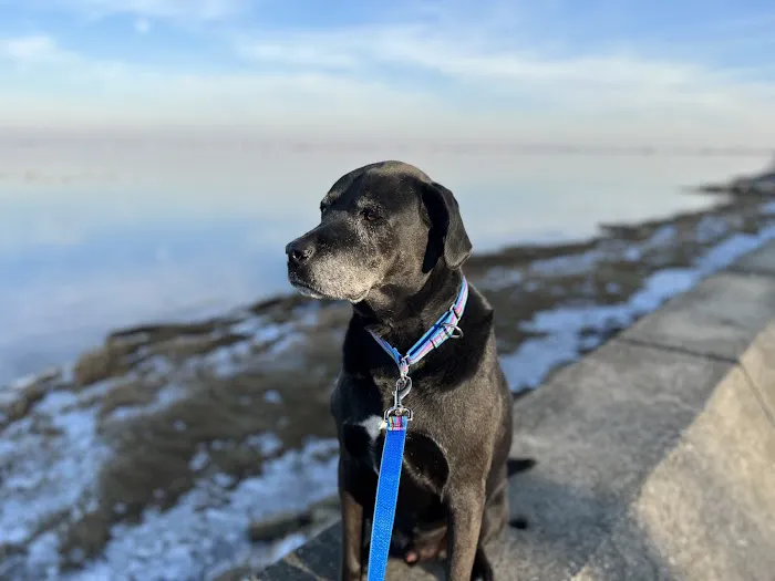 Maine Coast Veterinary Hospital 1
