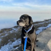 Maine Coast Veterinary Hospital ico