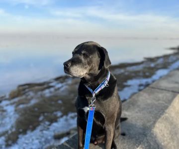 Maine Coast Veterinary Hospital