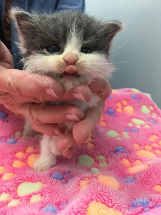 Maine Coast Veterinary Hospital 9