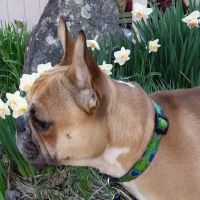 Kindred Spirits Veterinary ico