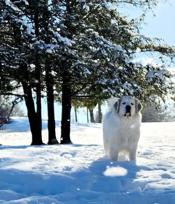 Kindred Spirits Veterinary 5