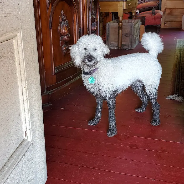Kindred Spirits Veterinary 9
