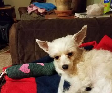 Lucerne Veterinary Hospital: Monk Stephanie G DVM