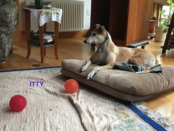 Lucerne Veterinary Hospital 8