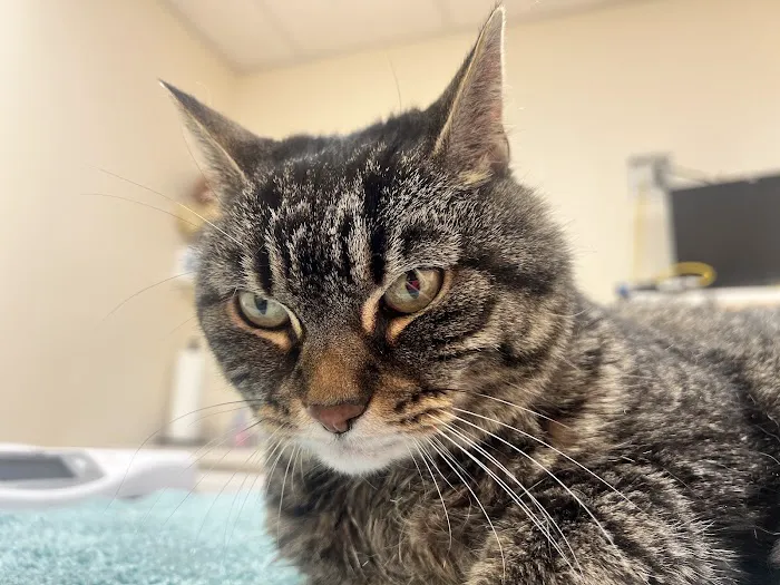 Hampden Veterinary Clinic 6