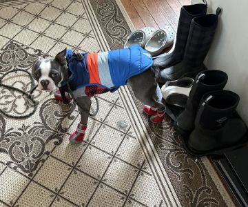 Eastern Maine Emergency Veterinary