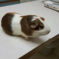 Brewer Veterinary Clinic ico