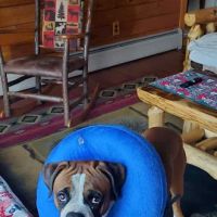 Ellsworth Family Veterinary Clinic ico