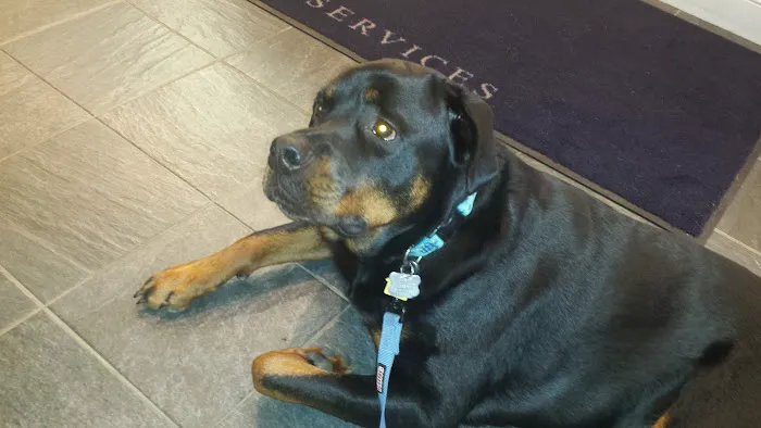 Penobscot Veterinary Services: Thomas Diana DVM 4