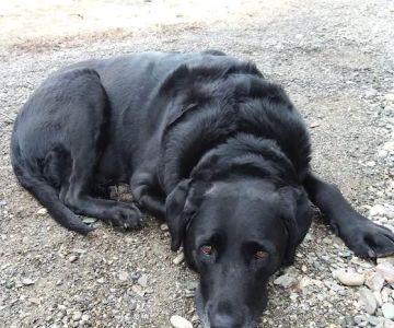 Penobscot Veterinary Services
