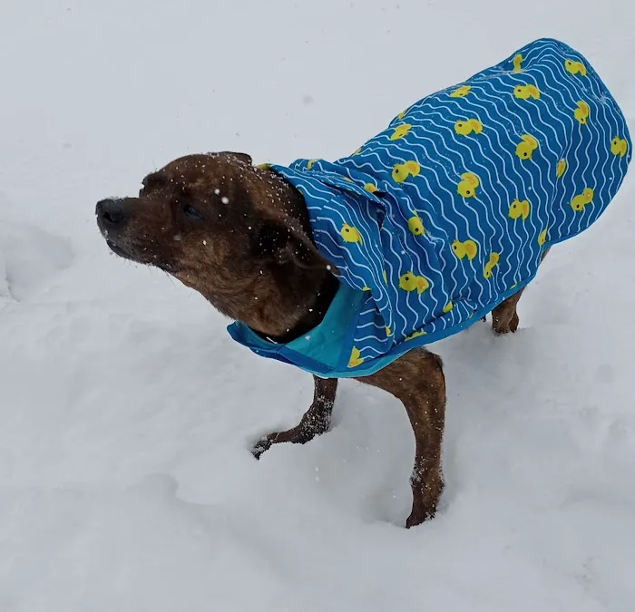 Penobscot Veterinary Services 9