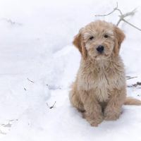 Oceanside Animal Hospital ico