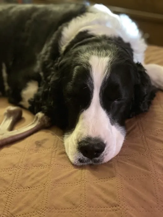 Acadia Veterinary Hospital 3