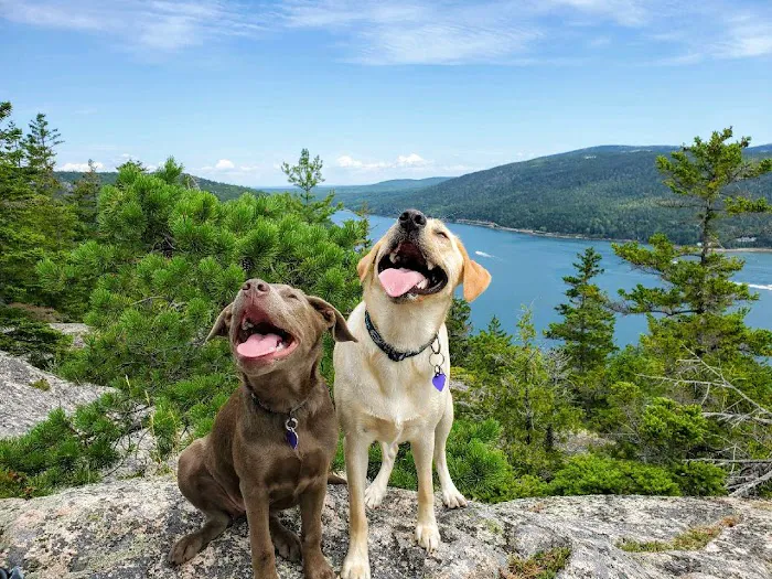 Acadia Veterinary Hospital 1