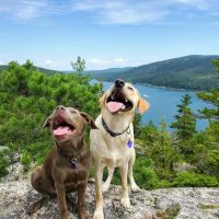 Acadia Veterinary Hospital ico