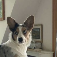 Schoodic Animal Hospital ico