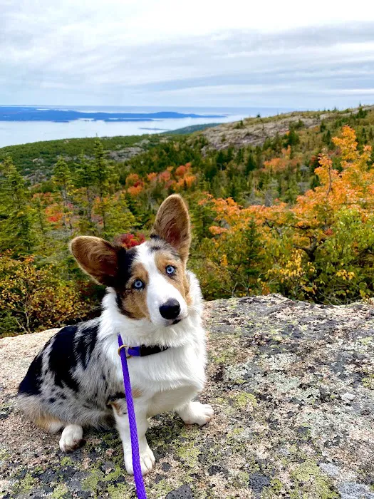 Schoodic Animal Hospital 10