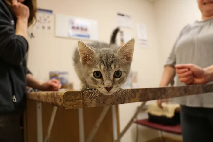 Broadway Veterinary Clinic 4