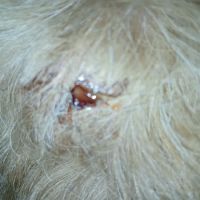 Bangor Veterinary Hospital ico