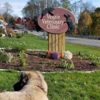 Veazie Veterinary Clinic ico